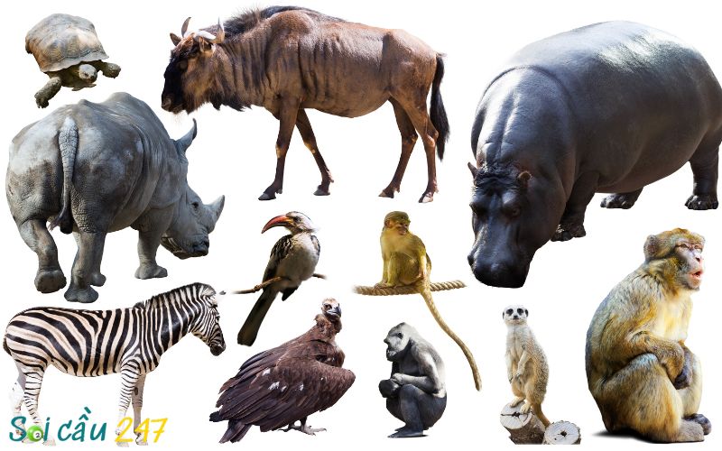Bảng ý nghĩa 100 con số 00–99 ứng với động vật theo quan niệm dân gian