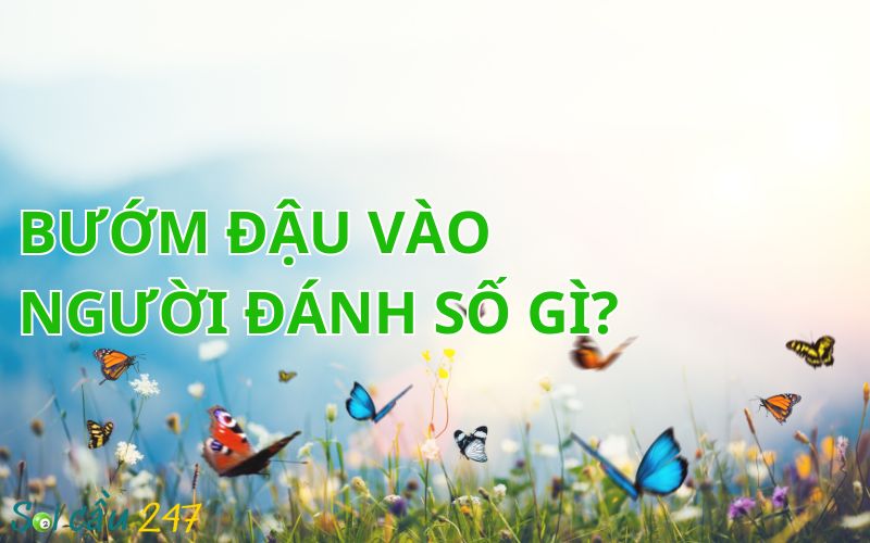 Bướm Đậu vào người đánh số gì