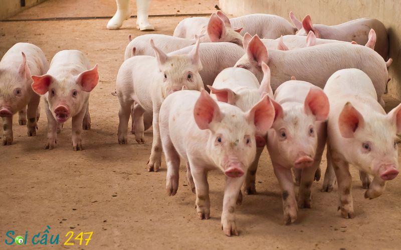 Giải mã giấc mơ thấy heo con theo sổ mơ dân gian