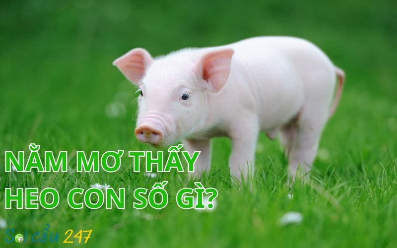 Nằm Mơ Thấy Heo Con Đánh Số Gì