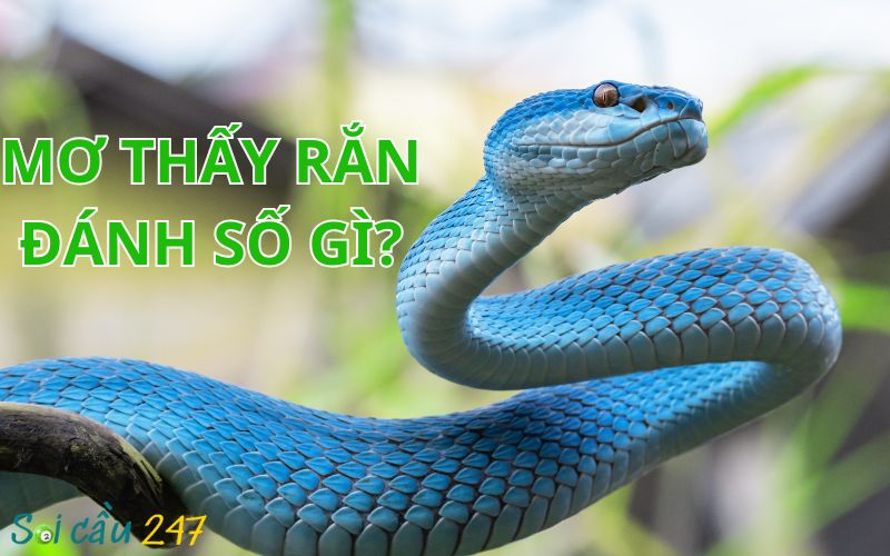 Nằm Mơ Thấy Rắn Đánh Số Gì
